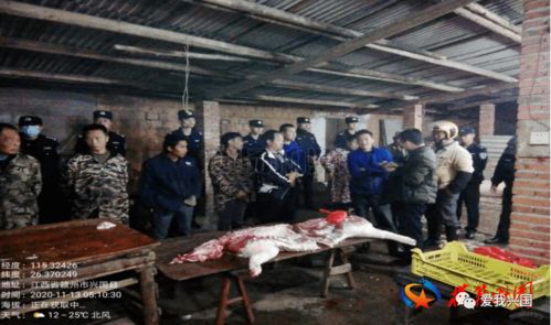 兴国县农业农村局成功打掉一个生猪私宰窝点