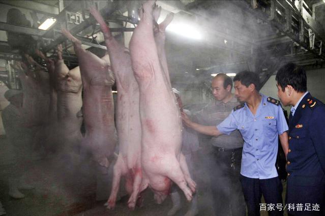 最严杀猪令颁布,今年还能杀年猪吗?杀猪为什么非得去屠宰场?